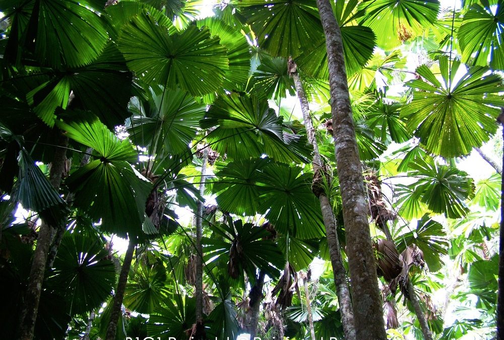Global Goal of the month: #PledgeForOurPlanet.